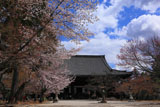 真如堂の桜と本堂