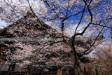 真如堂のたてかわ桜