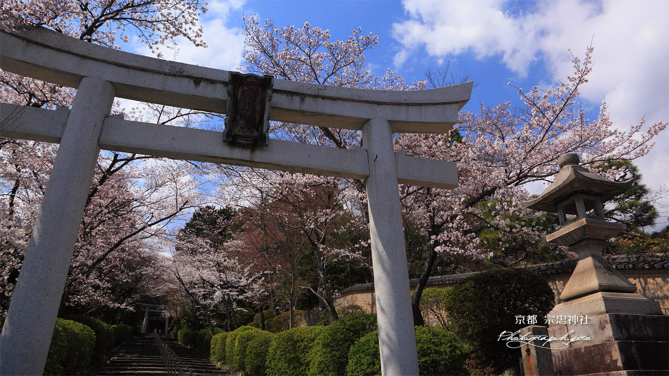 宗忠神社 参道の桜 壁紙