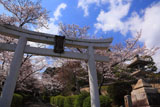 宗忠神社 参道の桜
