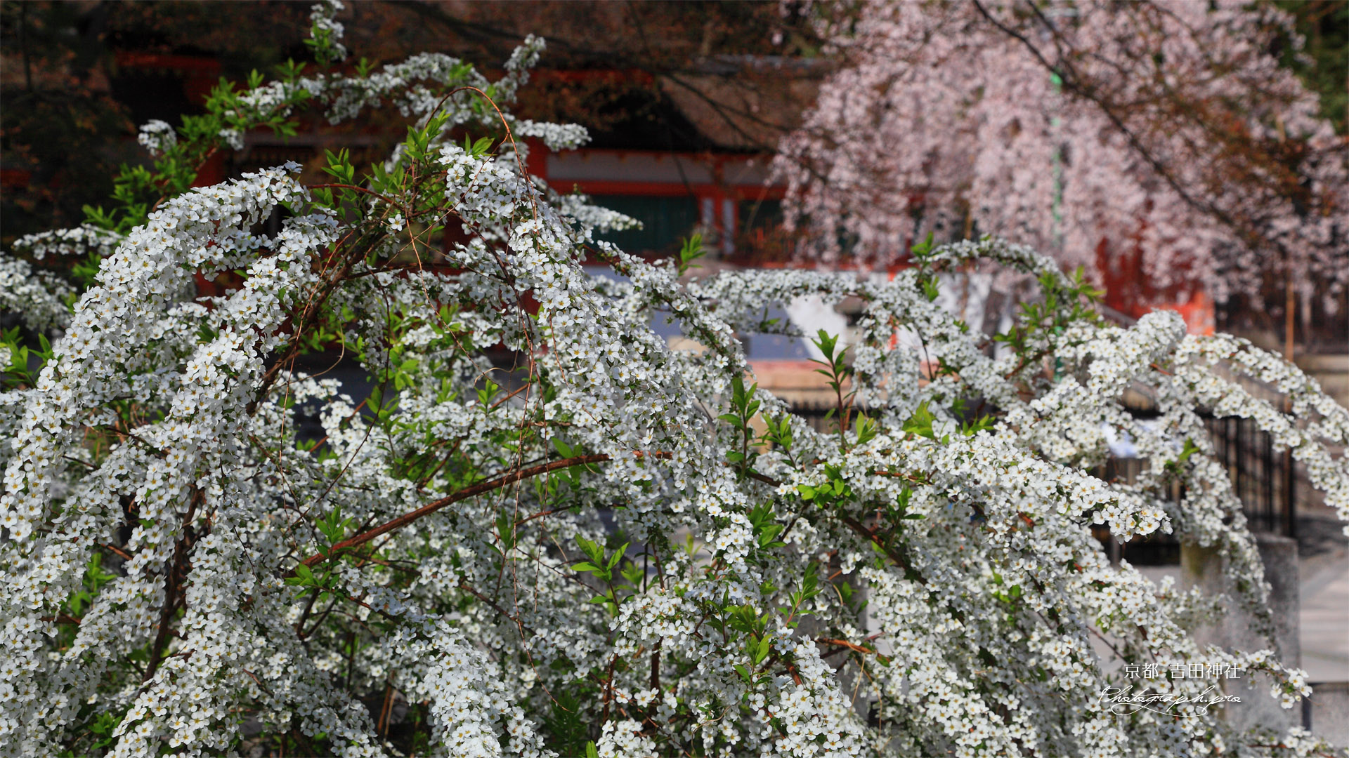 吉田神社のユキヤナギ