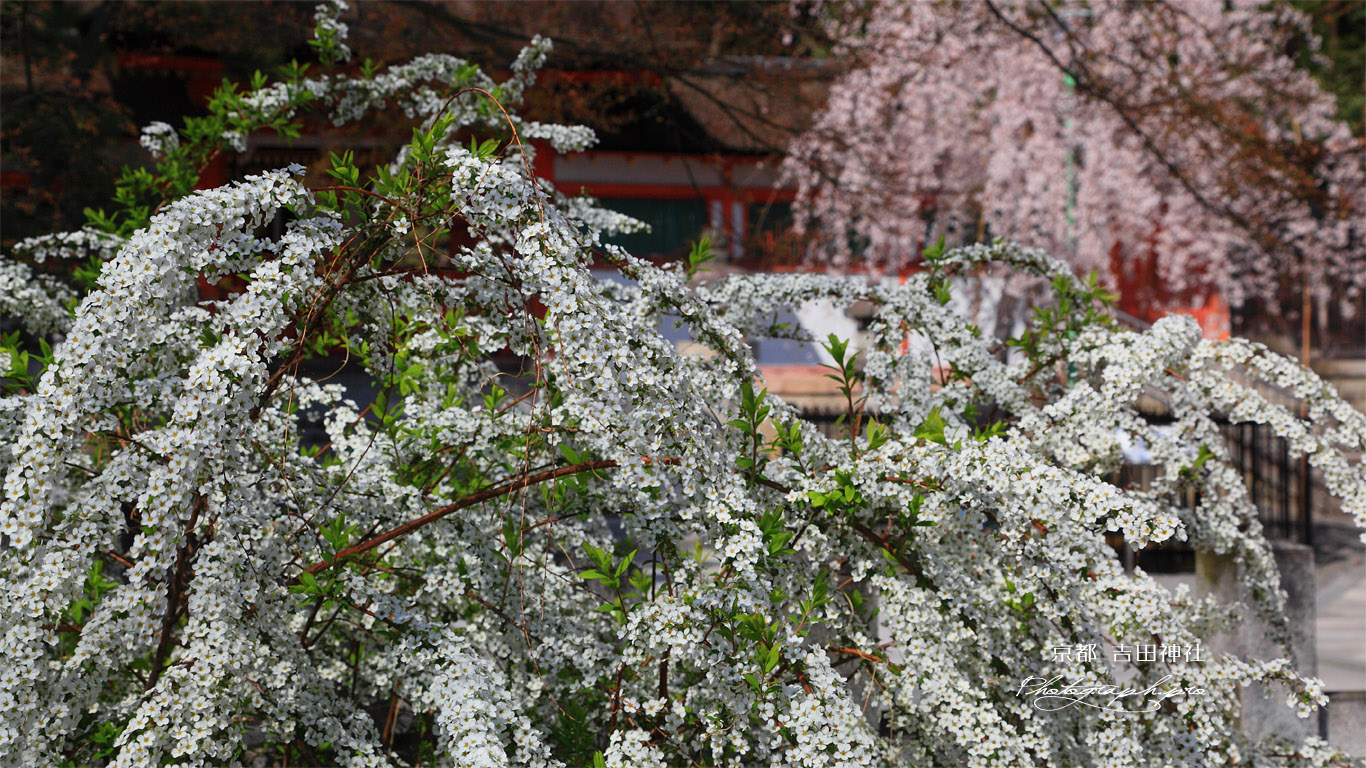 吉田神社のユキヤナギ 壁紙