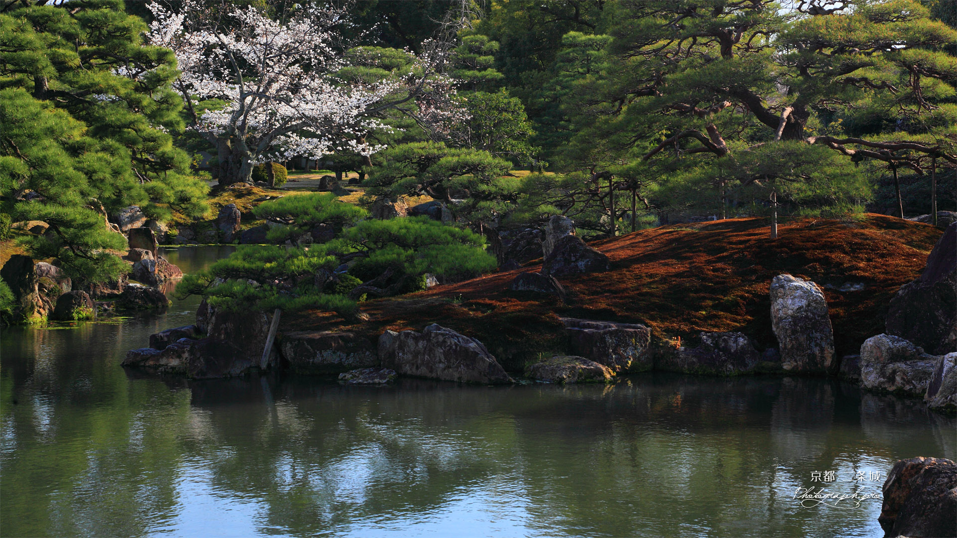二条城 桜咲く二の丸御殿庭園