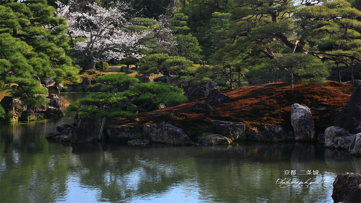 二条城 桜咲く二の丸御殿庭園 壁紙