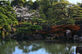 二条城 桜咲く二の丸御殿庭園