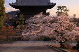 金戒光明寺 桜と山門