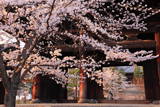 金戒光明寺 桜と三門越しの御影堂