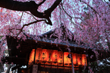 水火天満宮 宵のしだれ桜と拝殿