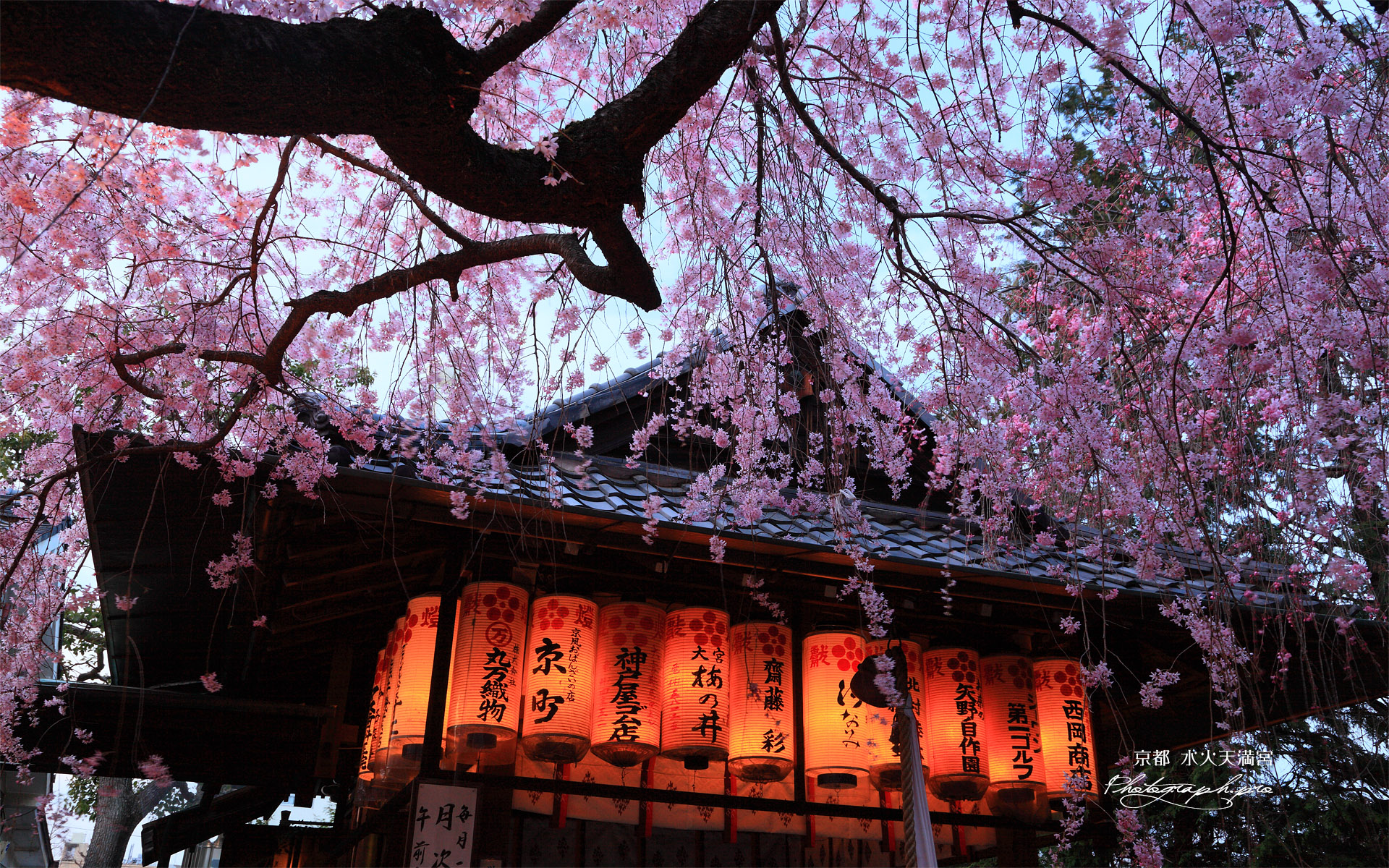 水火天満宮 宵のしだれ桜と拝殿