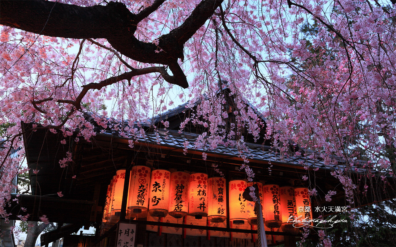 水火天満宮 宵のしだれ桜と拝殿 壁紙