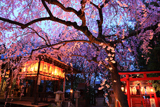 水火天満宮 夜桜ライトアップ
