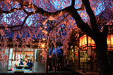 水火天満宮 宵桜と社務所
