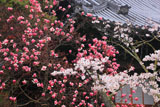 山崎聖天 シモクレンと本堂