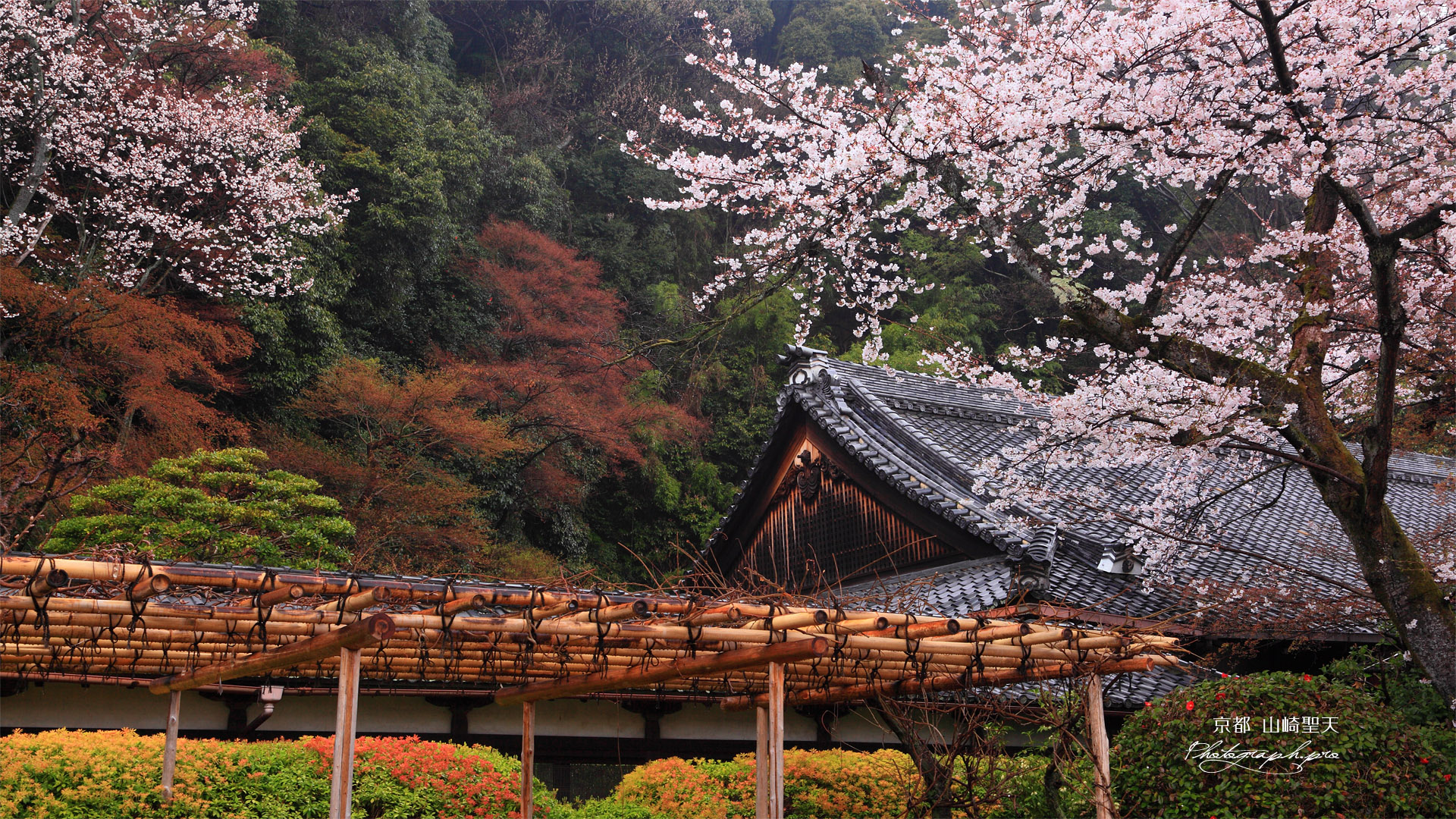 山崎聖天のサクラ