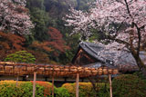 山崎聖天のサクラ