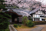 山崎聖天 庫裡の桜