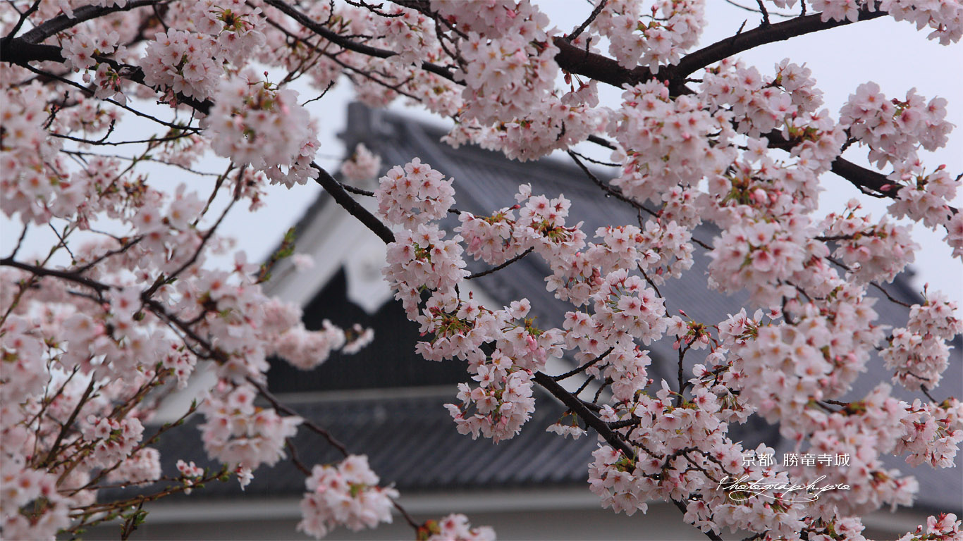 勝竜寺城公園 桜 壁紙