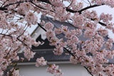 勝竜寺城公園の桜