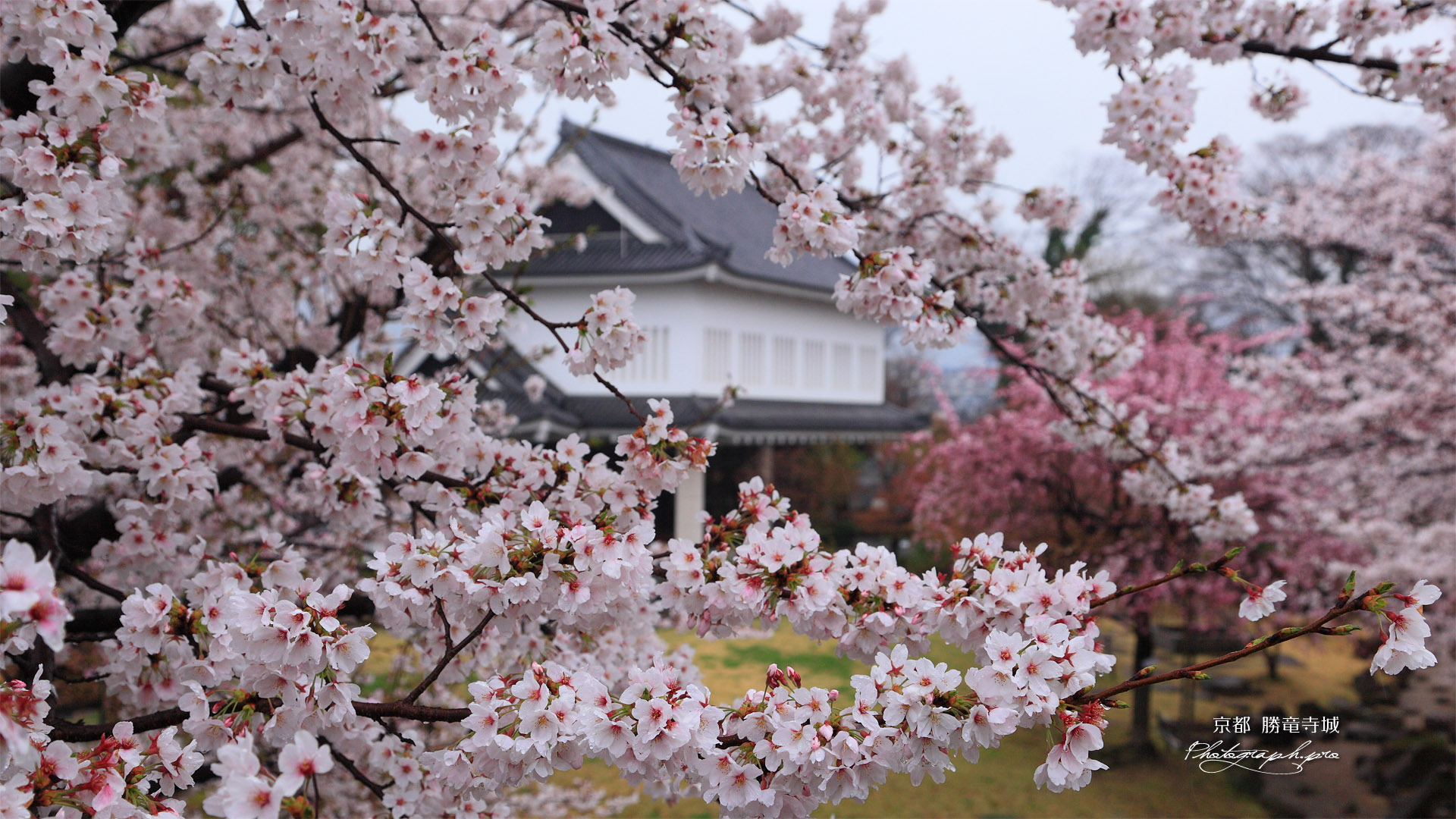 勝竜寺城公園 桜越しの管理棟