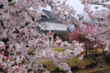 勝竜寺城公園 桜越しの管理棟