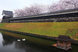勝竜寺城公園 濠のアヒル