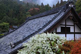 楊谷寺の雪柳と阿弥陀堂