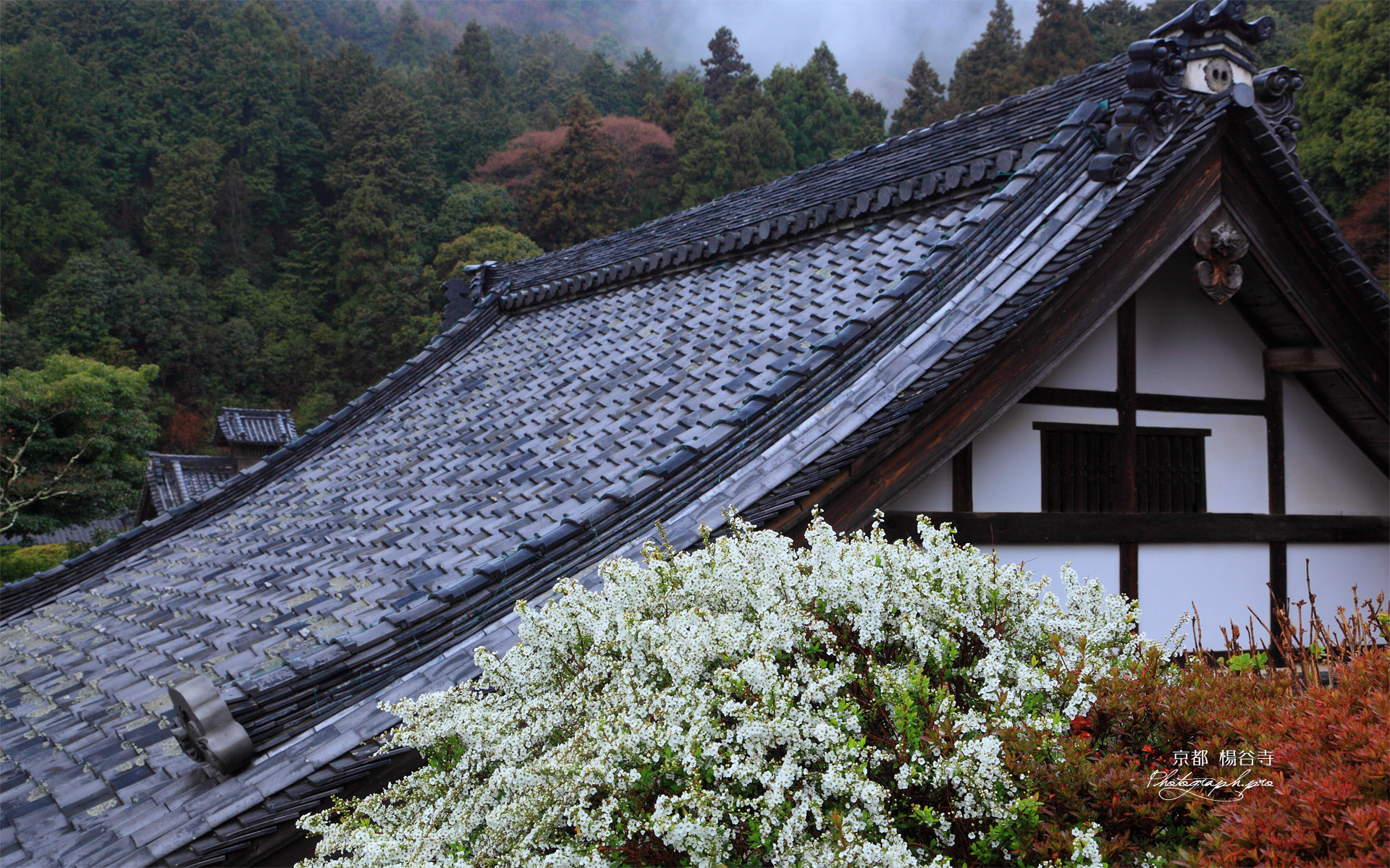 楊谷寺の雪柳と阿弥陀堂