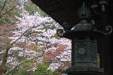 楊谷寺奥の院の山桜