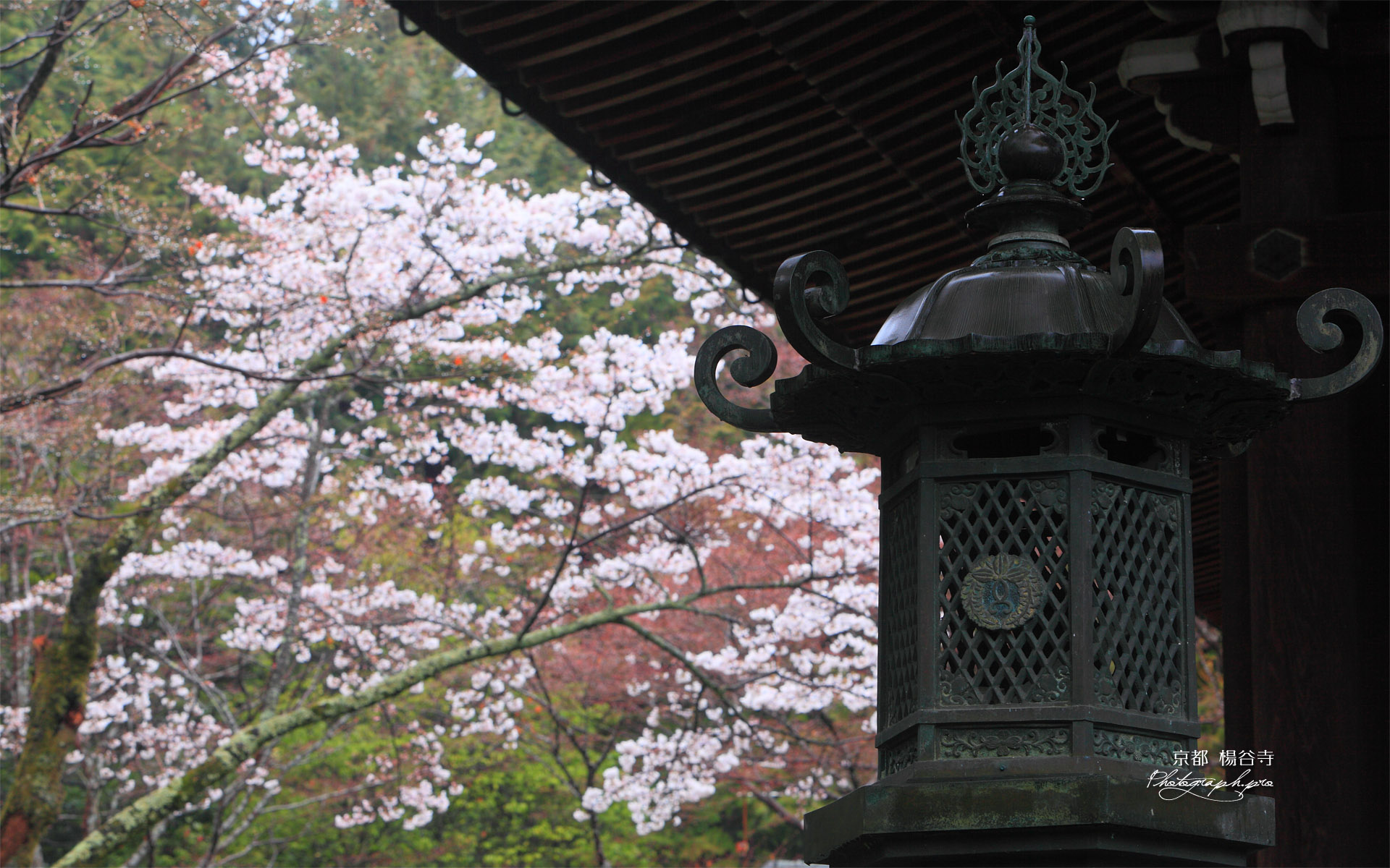 楊谷寺奥の院の山桜