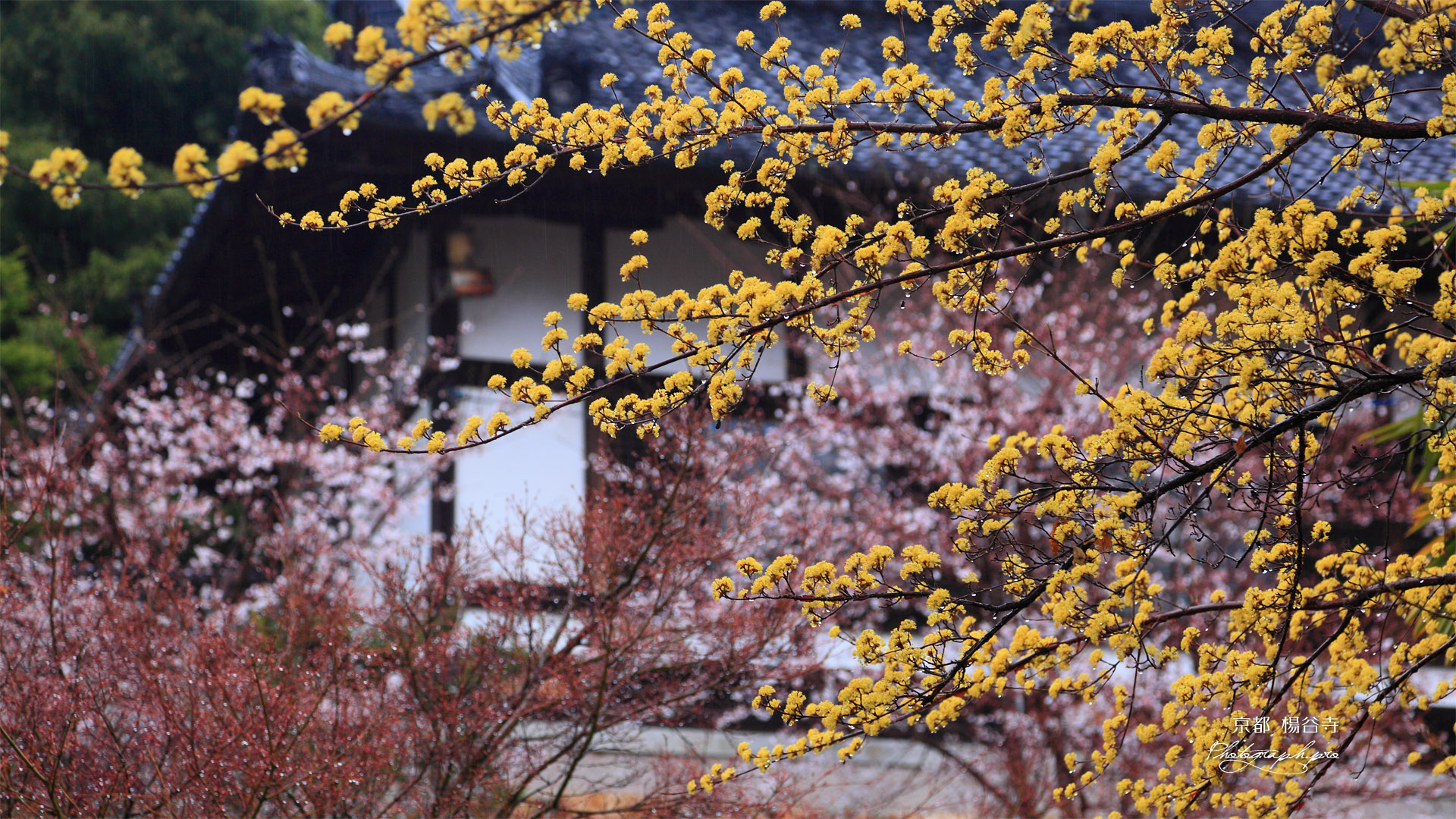 楊谷寺の山茱萸と桜