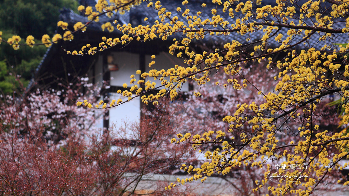 楊谷寺の山茱萸と桜 壁紙