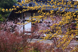 楊谷寺の山茱萸と桜