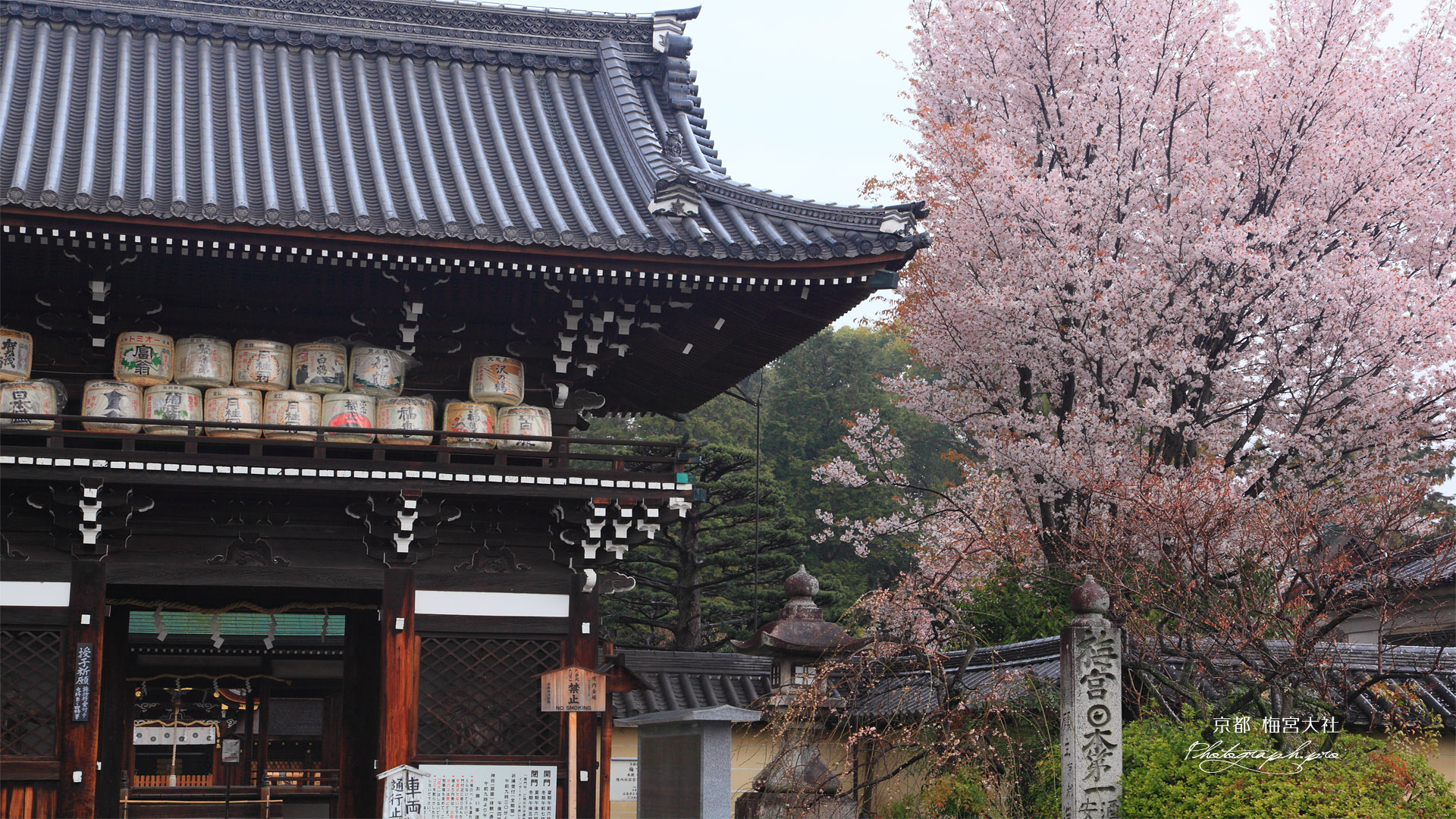 梅宮大社 楼門の酒樽と山桜