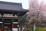 梅宮大社 楼門の酒樽と山桜