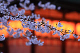 今宮神社 ソメイヨシノ