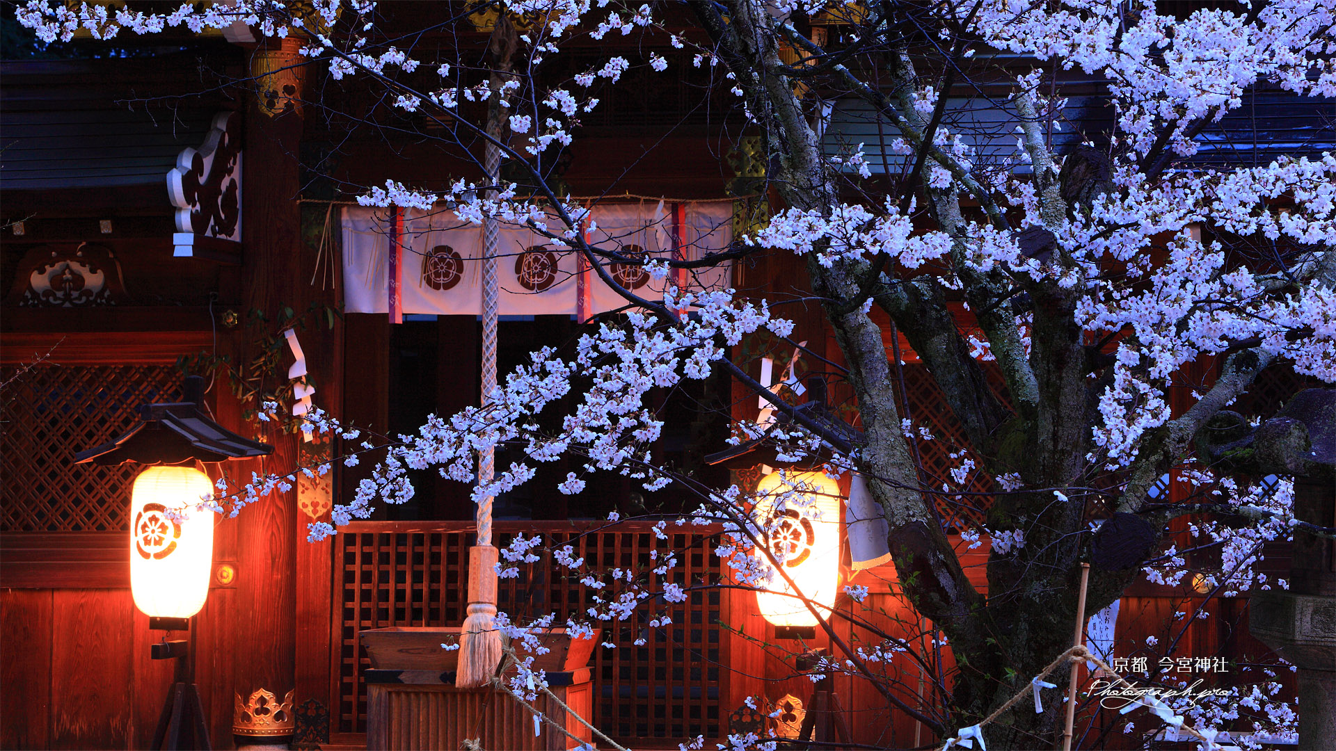 今宮神社 桜と疫社