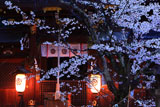 今宮神社 桜と疫社