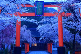平野神社 ソメイヨシノと大鳥居