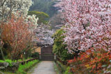 浄瑠璃寺 参道の桜と白木蓮
