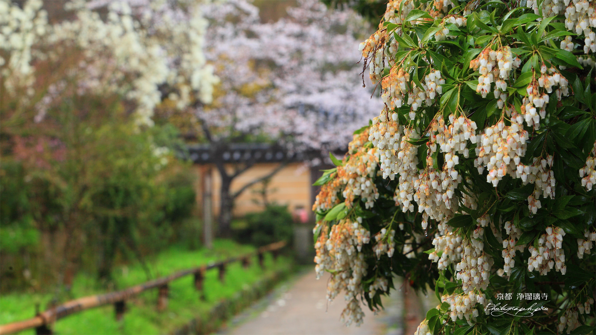 浄瑠璃寺 アシビとサクラ