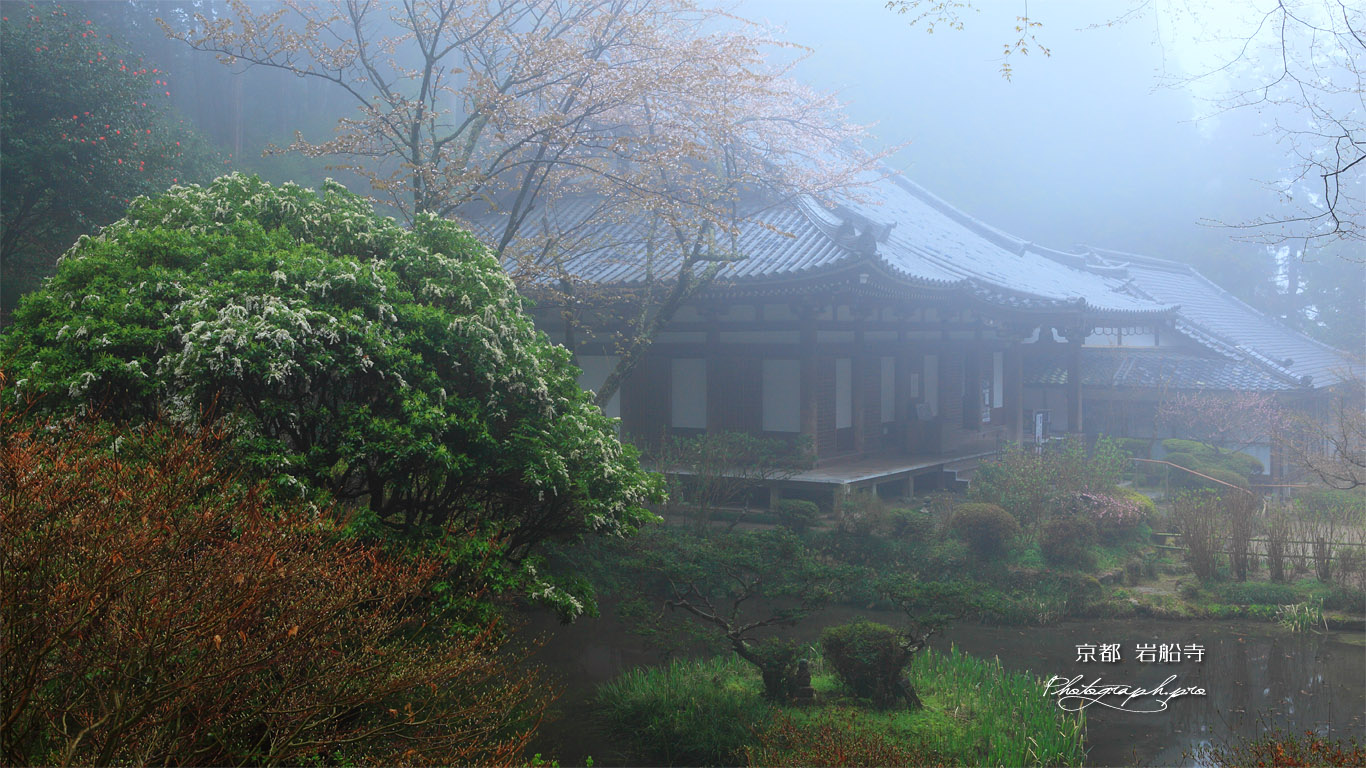 岩船寺の馬酔木と本堂 壁紙