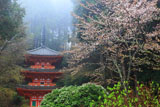 岩船寺の山桜と三重塔