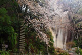 笠置寺 山桜と弥勒磨崖仏