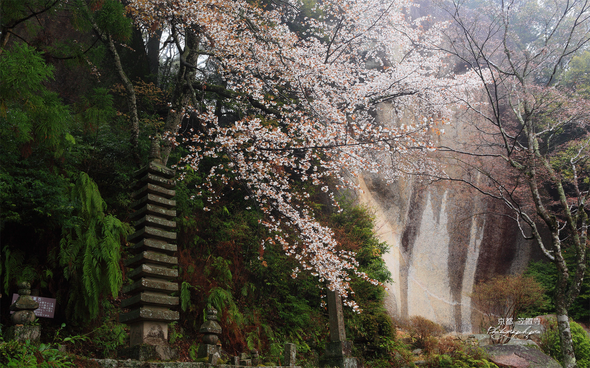 笠置寺 山桜と弥勒磨崖仏
