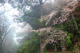 笠置寺