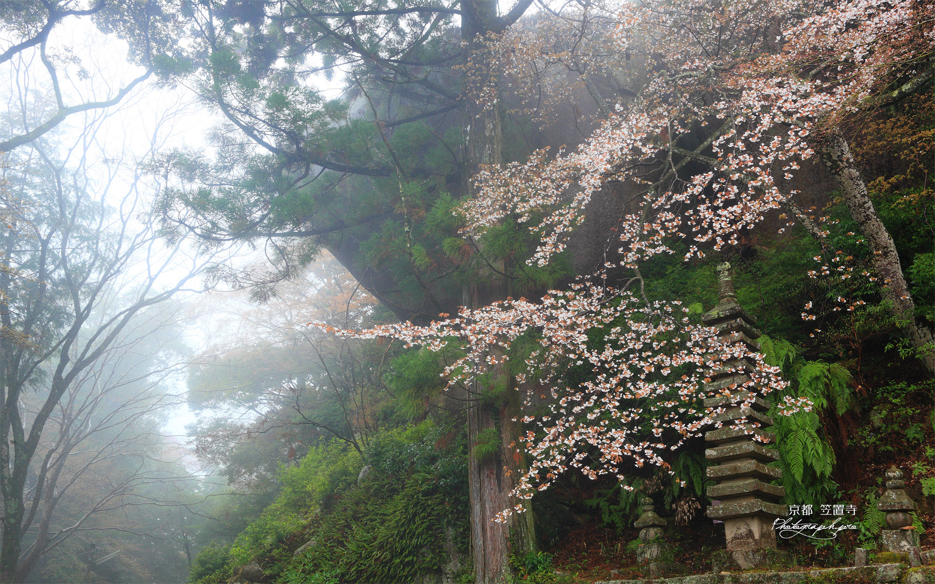 笠置寺 ヤマザクラと十三重塔