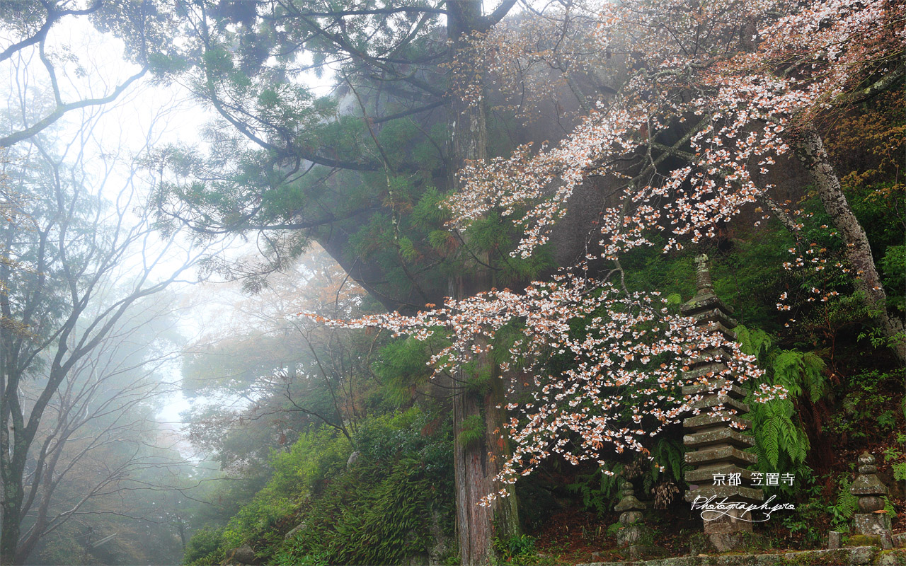 笠置寺 ヤマザクラと十三重塔 壁紙