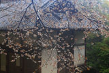 笠置寺 山桜越しの正月堂
