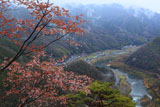 笠置寺 山桜と木津川
