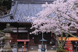 桜と海住山寺本堂